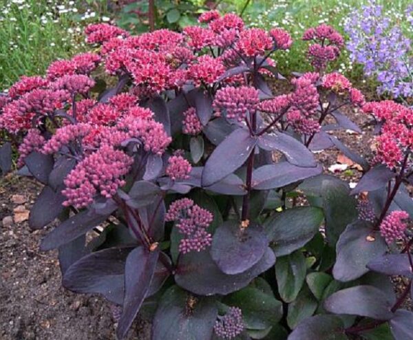 Sedum 'Jose Aubergine' Perennial Supersize XXL Plug Plants Pack x3