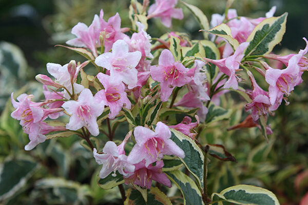 Weigela 'Florida Variegata' Hardy Shrub XXL Supersize Plug Plants Pack x3