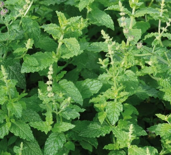 Mentha Strawberry Mint Almira® Perennial Plug Plants Pack x6