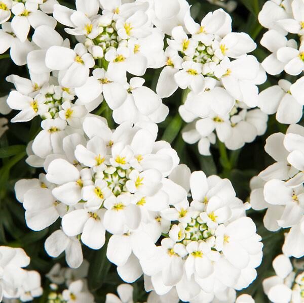 Iberis (Candytuft) Sempervirens 'Monte Bianco' Perennial Plug Plants Pack x6