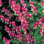 Dicentra Spectabilis (Bleeding heart) Special XXL Bareroot Perennial Pack x1