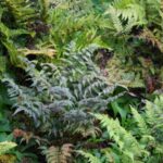 Hardy Ferns Perennial Plug Plants Special Collection Pack x6