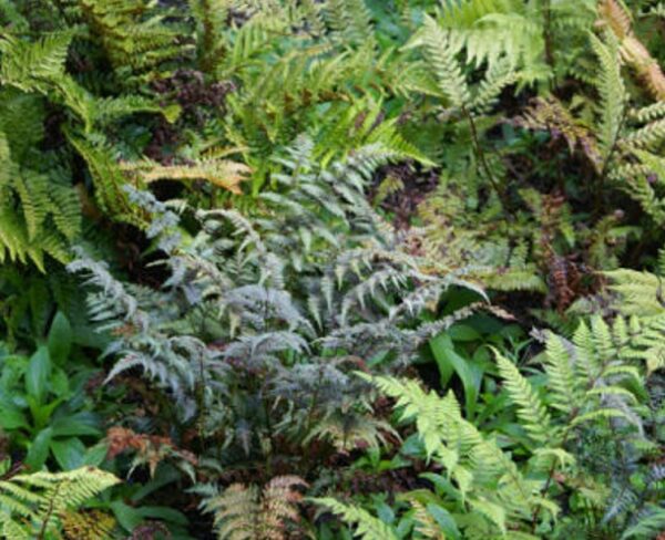 Hardy Ferns Perennial Plug Plants Special Collection Pack x6