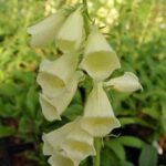 Digitalis Grandiflora 'Dwarf Carillon' Perennial Plug Plants Pack x6