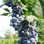 Vaccinium Blueberry 'Duke' XXL Supersize Fruit Bush Plug Plants Pack x3