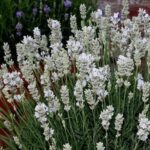 Lavender Lavandula Angustifolia Sentivia™ Silver Supersize XXL Plug Plants Pack x3