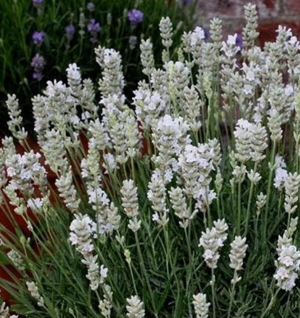 Lavender Lavandula Angustifolia Sentivia™ Silver Supersize XXL Plug Plants Pack x3