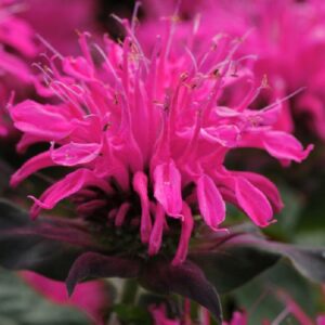 Monarda Balmy™ Rose Bergamont Perennial Aromatic Plug Plants Pack x6