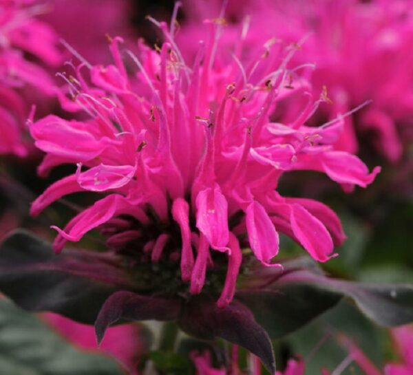 Monarda Balmy™ Rose Bergamont Perennial Aromatic Plug Plants Pack x6