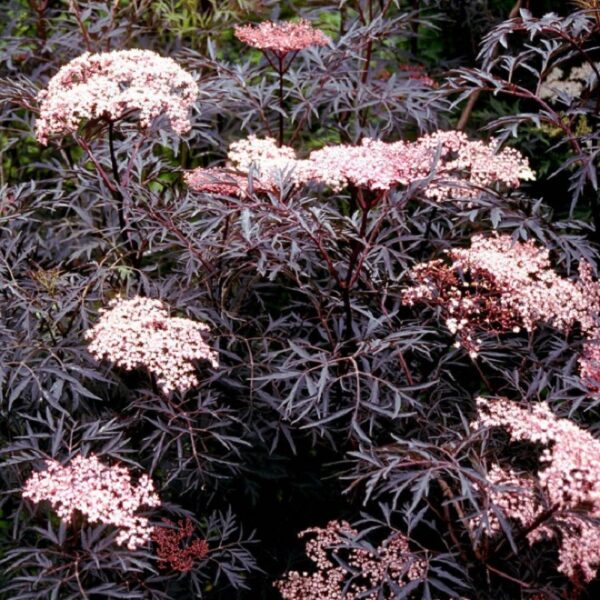 Sambucus Nigra 'Black Lace' Perennial Garden Shrub Plug Plants Pack x6
