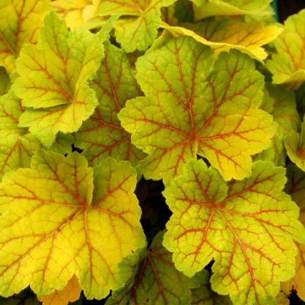 Heuchera x Hybrida 'Electra' Perennial Plug Plants Pack x6