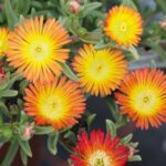 Delosperma Jewel of Desert Suntropics® 'Copper' Perennial Plug Plants Pack x6
