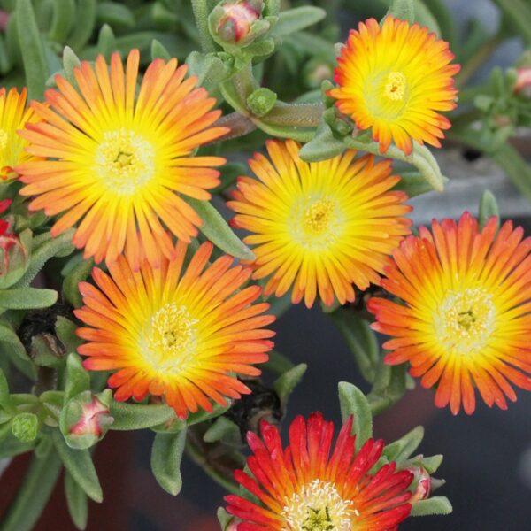 Delosperma Jewel of Desert Suntropics® 'Copper' Perennial Plug Plants Pack x6