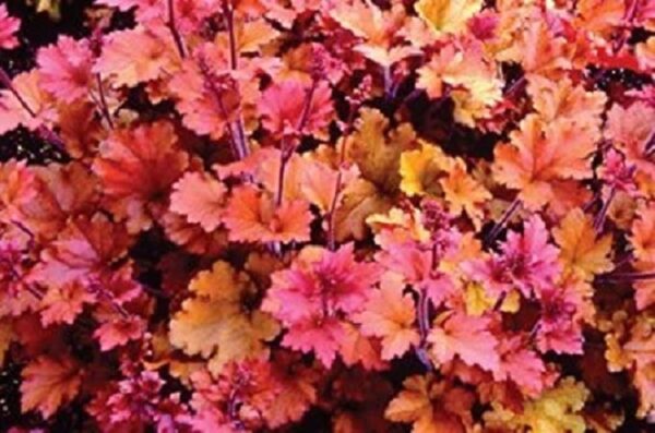 Heuchera x Hybrida 'Marmalade' Perennial LARGE Plug Plants Pack x3