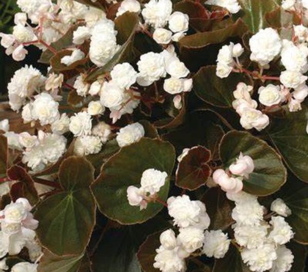 Begonia Semperflorens Doublet® White Summer Plug Plants Pack x6