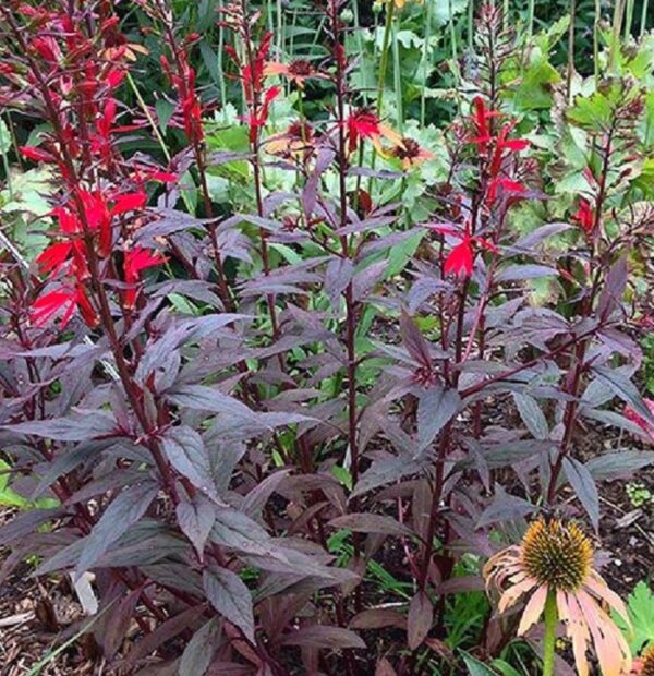Lobelia Cardinalis 'Chocolate Truffle' XXL Supersize Plug Plants Pack x3