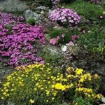 Alpines / Rockery Mixed Perennial LARGE Plug Plants Pack x6
