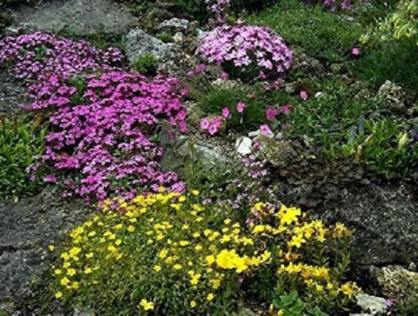 Alpines / Rockery Mixed Perennial LARGE Plug Plants Pack x6