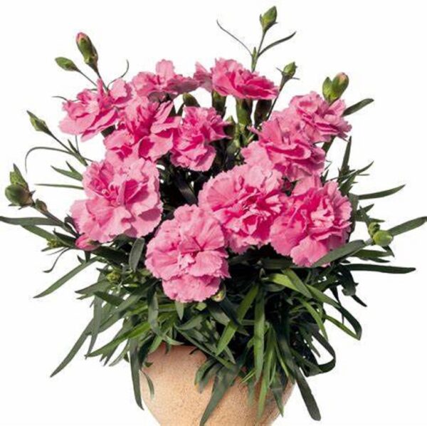 Dianthus Caryophyllus Sweet Pleasure® Pink Pack x6 Plug Plants