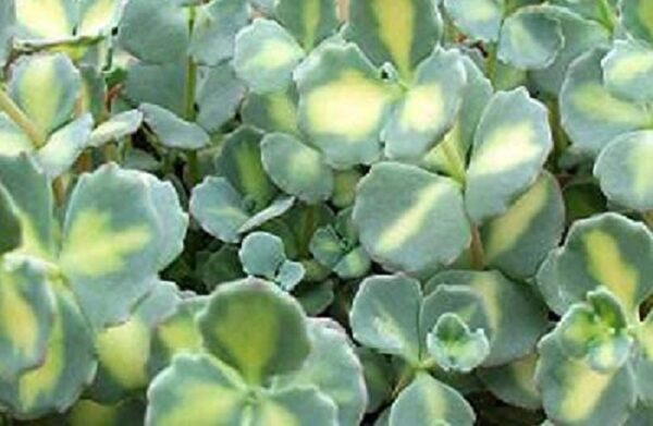 Sedum Sieboldii Mediovariegata Perennial XXL Supersize Plug Plants Pack x3