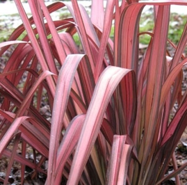 Phormium 'Pink Panther' XXL Supersize Plug Plants Pack x3