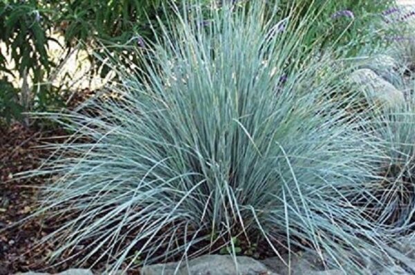 Grass Perennial Festuca Glauca 'Festina' XXL Supersize Plug Plants Pack x3