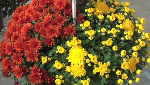 Chrysanthymum Yoder Mum 'Mystic Mum's' Mixed Garden Plug Plants Pack x6