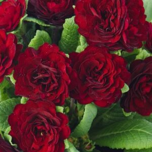 Primrose Primula Belarina® Valentine Red Pack x6 Double Perennial Plug Plants