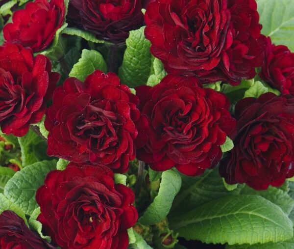 Primrose Primula Belarina® Valentine Red Pack x6 Double Perennial Plug Plants
