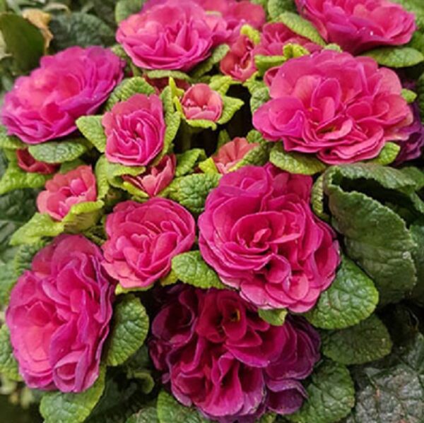 Primrose Primula Belarina® Carmen Pack x6 Double Perennial Plug Plants