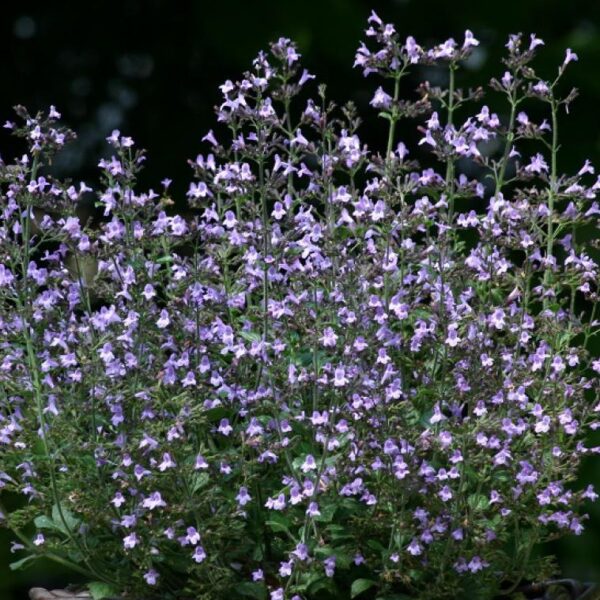 Nepeta Calamintha 'Marvelette Blue' Plug Plants Pack x6