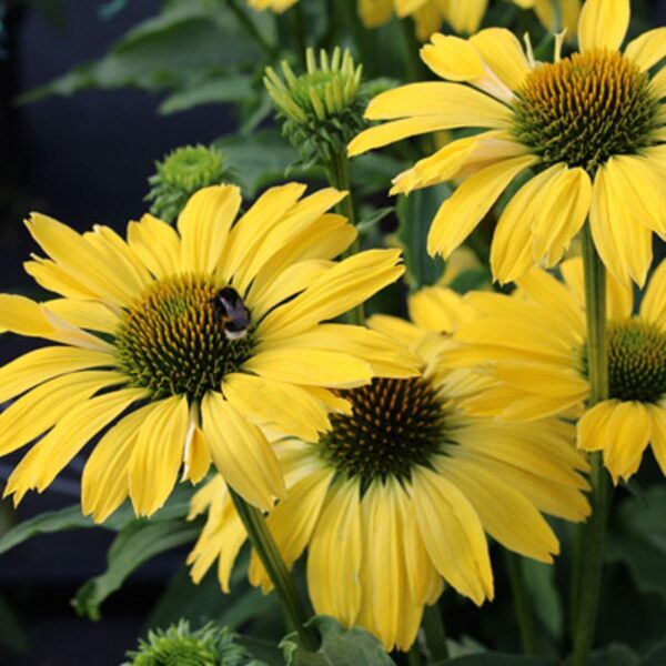 Echinacea (Coneflower) Papallo® Classic Lemon Perennial Plug Plants Pack x6