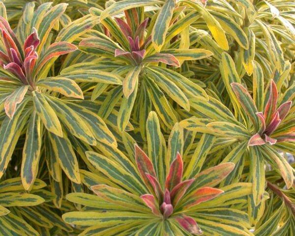 Euphorbia × Martini Ascot Rainbow Perennial XXL Supersize Plug Plants Pack x3