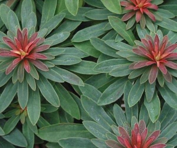 Euphorbia × Martini Perennial XXL Supersize Plug Plants Pack x3