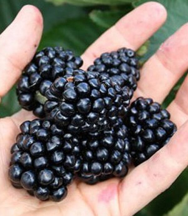 Thornless Blackberry Rubus Fruticosus 'Coolaris Early' 100mm Pot Plants Pack x3