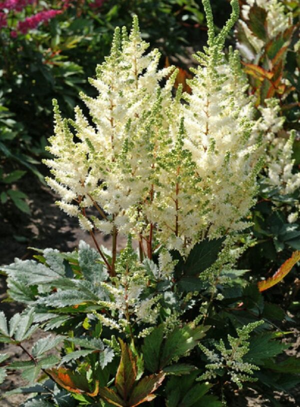 Astilbe Younique™ 'White' Perennial Perennial 100mm Pot Plant x1