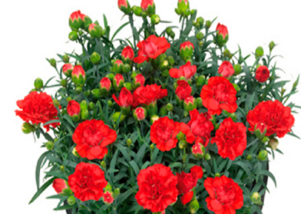 Dianthus Caryophyllus Sweet Pleasure® Red Pack x6 Plug Plants