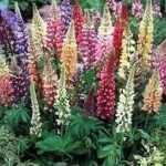 Lupin / Lupinus 'Dwarf Gallery Mixed' Perennial Plug Plants Pack x6
