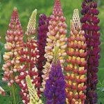 Lupin / Lupinus 'Dwarf Gallery Mixed' Perennial Plug Plants Pack x6