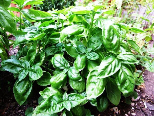 Herb Seed 'Sweet Basil' Kings Garden Herb Seeds
