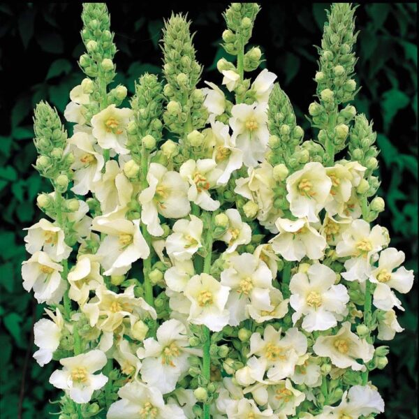 Verbascum 'Snow Maiden' Perennial Garden Plug Plants Pack x6