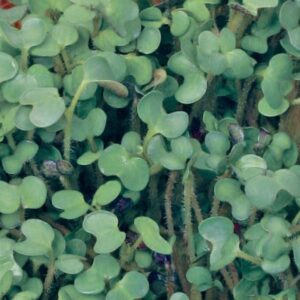Mustard 'White' Quality New Pack Kings Vegetable Seeds