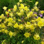 Aquilegia Chrysantha 'Denver Gold' Perennial Plug Plants Pack x6