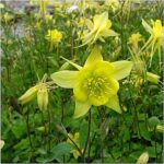 Aquilegia Chrysantha 'Denver Gold' Perennial Plug Plants Pack x6