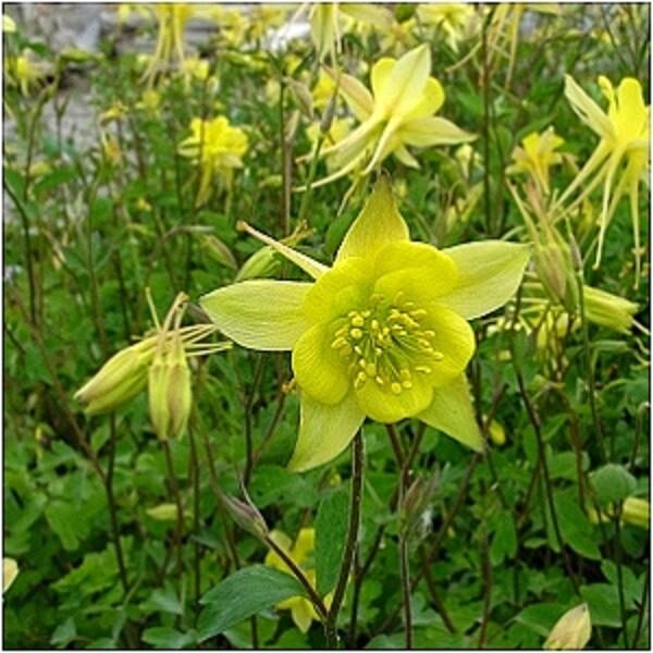 Aquilegia Chrysantha 'Denver Gold' Perennial Plug Plants Pack x6