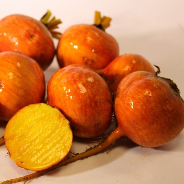 Beetroot 'Boldor F1' Pack Vegetable Seed Golden King's Seeds