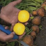 Beetroot 'Boldor F1' Pack Vegetable Seed Golden King's Seeds