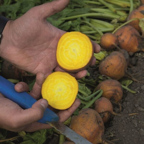 Beetroot 'Boldor F1' Pack Vegetable Seed Golden King's Seeds