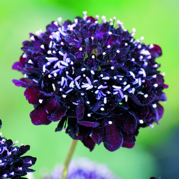 Scabiosa Atropurpurea Black Knight King's Quality Flower Seeds