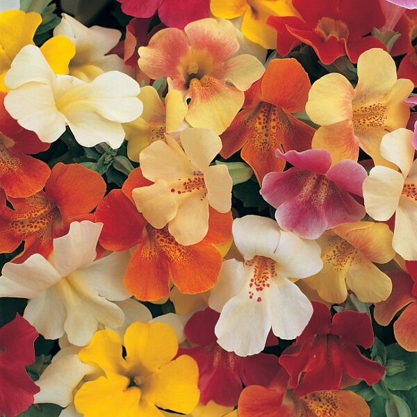 Mimulus Magic Mixed F1 Pack King's Quality Seeds